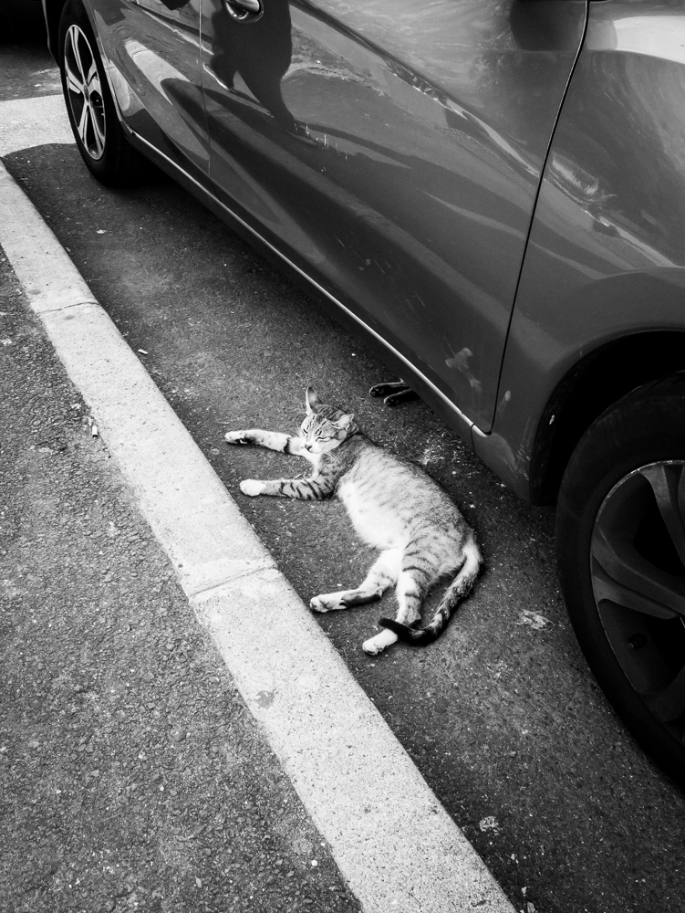 Chats allongés sous une voiture près de la plage dans les iles Canaries