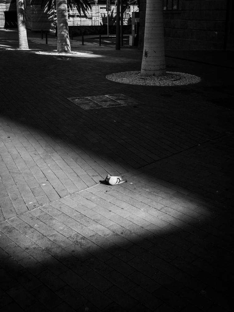 Pigeon prenant un bain de soleil sur la sol dans les rues du centre de Santa cruz de Ténérife