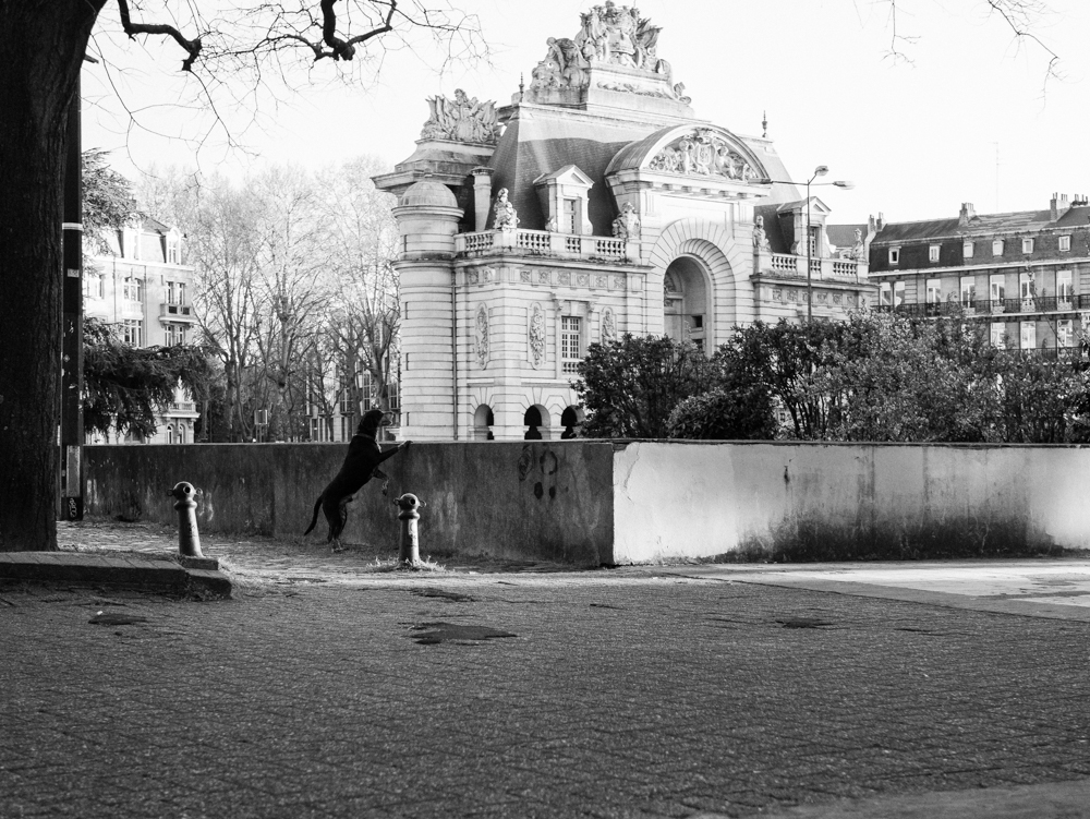 Chien promenant porte de Paris