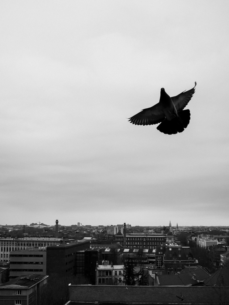 Pigeon venant se poser sur le rebord de la fenêtre