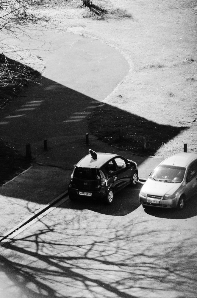 Chat assis sur le toit d'une voiture